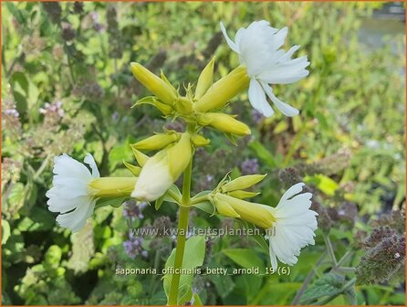 Saponaria officinalis &#039;Betty Arnold&#039; | Zeepkruid | Echtes Seifenkraut