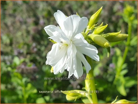 Saponaria officinalis &#039;Betty Arnold&#039; | Zeepkruid | Echtes Seifenkraut