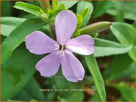 Saponaria sicula var. intermedia | Zeepkruid | Sommer-Seifenkraut