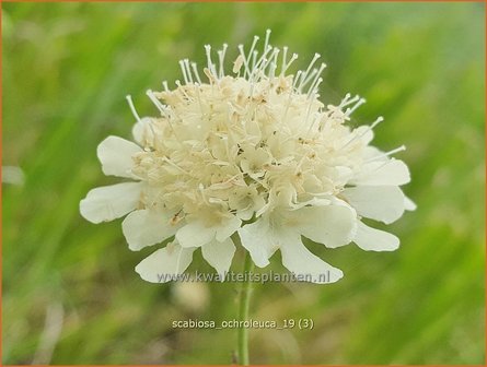 Scabiosa ochroleuca | Duifkruid, Schurftkruid | Gelbe Skabiose