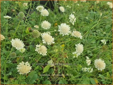 Scabiosa ochroleuca | Duifkruid, Schurftkruid | Gelbe Skabiose