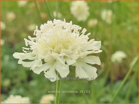 Scabiosa ochroleuca | Duifkruid, Schurftkruid | Gelbe Skabiose