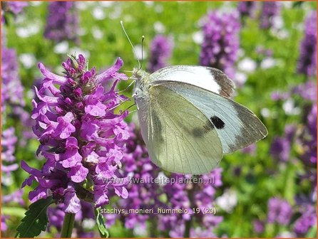 Stachys monieri &#039;Hummelo&#039; | Andoorn | Dichtbl&uuml;tiger Ziest