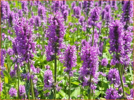 Stachys monieri &#039;Hummelo&#039; | Andoorn | Dichtbl&uuml;tiger Ziest