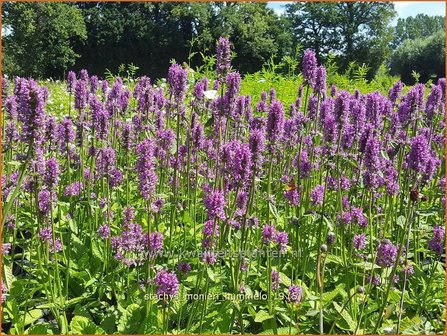 Stachys monieri &#039;Hummelo&#039; | Andoorn | Dichtbl&uuml;tiger Ziest