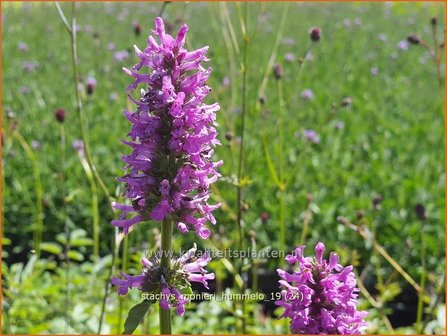 Stachys monieri &#039;Hummelo&#039; | Andoorn | Dichtbl&uuml;tiger Ziest