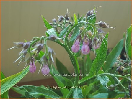 Symphytum officinale | Smeerwortel | Gew&amp;#x00f6;hnlicher Beinwell