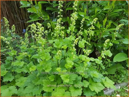 Tellima grandiflora | Franjekelk | Falsche Alraunwurzel