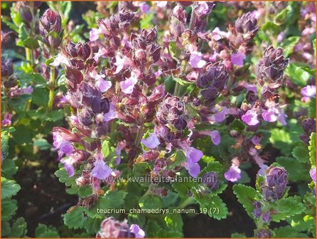 Teucrium chamaedrys &#039;Nanum&#039; | Gamander | Echter Gamander