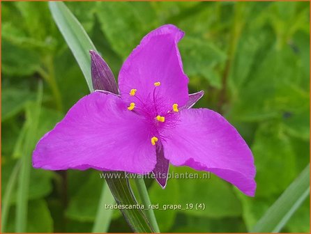 Tradescantia &#039;Red Grape&#039; | Eendagsbloem, Vaderplant, Matrozensla | Dreimasterblume