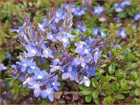 Veronica liwanensis | Turks ereprijs, Ereprijs | Anatolien-Ehrenpreis