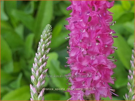 Veronica spicata &#039;Rosa Zwerg&#039; | Aarereprijs, Ereprijs | &Auml;hren-Ehrenpreis