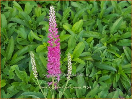 Veronica spicata &#039;Rosa Zwerg&#039; | Aarereprijs, Ereprijs | &Auml;hren-Ehrenpreis