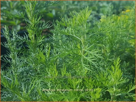 Artemisia abrotanum &#039;Citrina&#039; | Citroenkruid, Alsem, Bijvoet | Eberraute