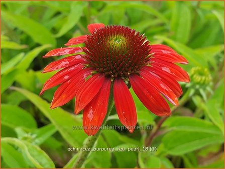 Echinacea purpurea &#039;Red Pearl&#039; | Rode zonnehoed, Zonnehoed | Roter Sonnenhut