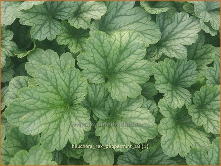 Heuchera &#039;Rex Peppermint&#039; | Purperklokje | Purpurgl&ouml;ckchen