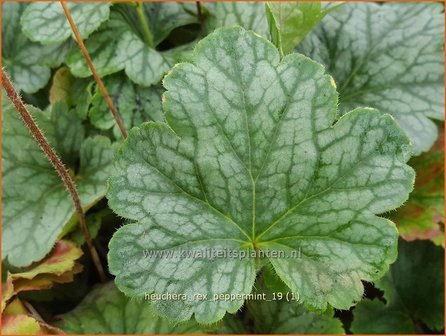 Heuchera &#039;Rex Peppermint&#039; | Purperklokje | Purpurgl&ouml;ckchen