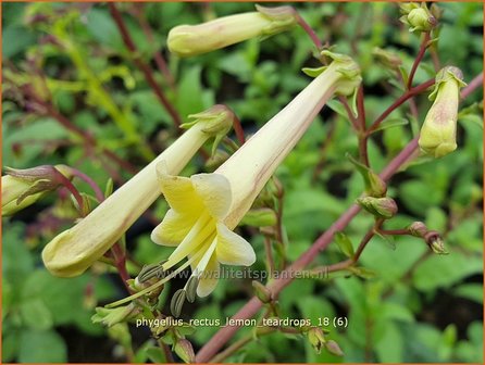 Phygelius rectus &#039;Lemon Teardrops&#039; | Kaapse fuchsia | Kapfuchsie