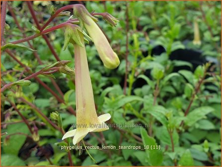 Phygelius rectus &#039;Lemon Teardrops&#039; | Kaapse fuchsia | Kapfuchsie