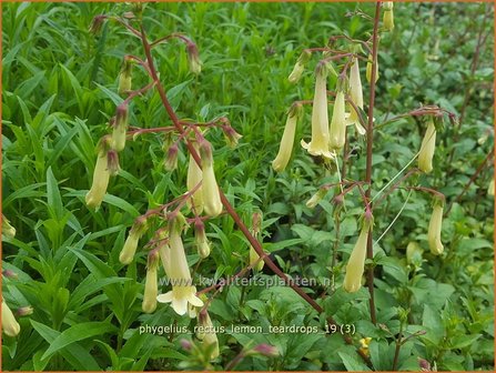 Phygelius rectus &#039;Lemon Teardrops&#039; | Kaapse fuchsia | Kapfuchsie