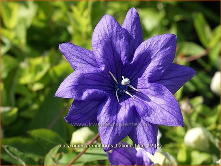 Platycodon grandiflorus &#039;Hakone Blue&#039; | Ballonklokje | Ballonblume