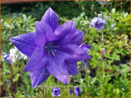 Platycodon grandiflorus &#039;Hakone Blue&#039; | Ballonklokje | Ballonblume