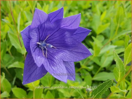 Platycodon grandiflorus &#039;Hakone Blue&#039; | Ballonklokje | Ballonblume