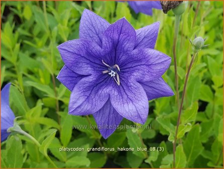 Platycodon grandiflorus &#039;Hakone Blue&#039; | Ballonklokje | Ballonblume