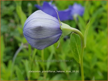 Platycodon grandiflorus &#039;Hakone Blue&#039; | Ballonklokje | Ballonblume