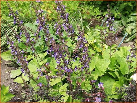 Salvia forskaohlei | Salie, Salvia | Salbei