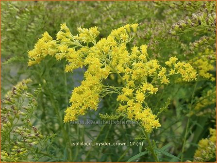 Solidago &#039;Loysder Crown&#039; | Guldenroede | Goldrute