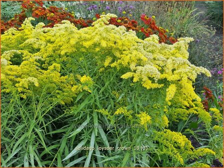 Solidago &#039;Loysder Crown&#039; | Guldenroede | Goldrute