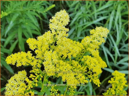 Solidago &#039;Loysder Crown&#039; | Guldenroede | Goldrute