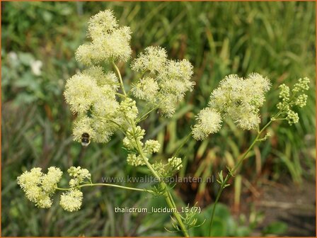 Thalictrum lucidum | Ruit | Gl&auml;nzende Wiesenraute