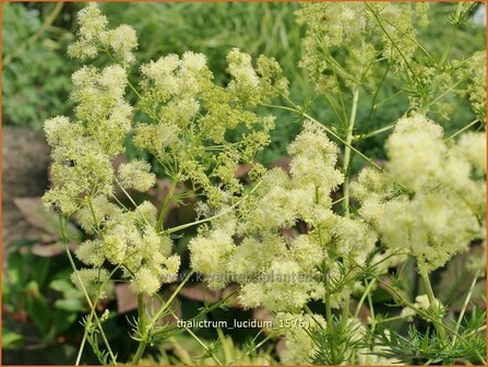 Thalictrum lucidum | Ruit | Gl&auml;nzende Wiesenraute