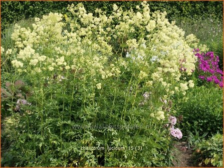 Thalictrum lucidum | Ruit | Gl&auml;nzende Wiesenraute