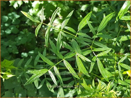 Thalictrum lucidum | Ruit | Gl&auml;nzende Wiesenraute