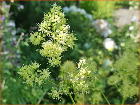 Thalictrum lucidum | Ruit | Gl&auml;nzende Wiesenraute