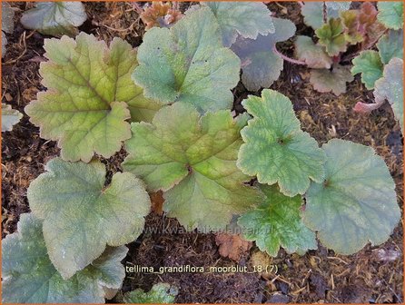 Tellima grandiflora &#039;Moorblut&#039; | Franjekelk, Mijterloof | Falsche Alraunwurzel