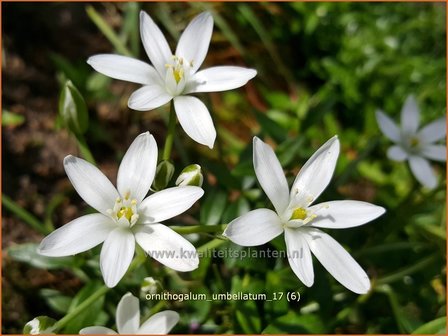 Ornithogalum umbellatum | Gewone vogelmelk, Vogelmelk | Dolden-Milchstern