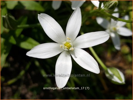 Ornithogalum umbellatum | Gewone vogelmelk, Vogelmelk | Dolden-Milchstern