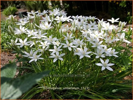 Ornithogalum umbellatum | Gewone vogelmelk, Vogelmelk | Dolden-Milchsternn