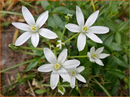 Ornithogalum umbellatum | Gewone vogelmelk, Vogelmelk | Dolden-Milchstern