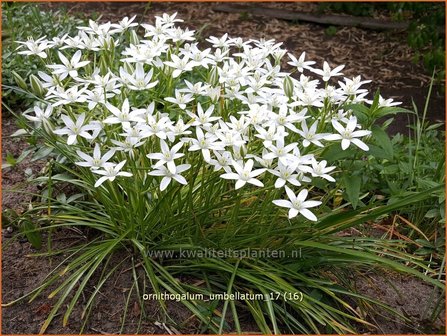 Ornithogalum umbellatum | Gewone vogelmelk, Vogelmelk | Dolden-Milchstern