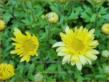 Chrysanthemum &#039;Lichtkuppel&#039; | Tuinchrysant, Chrysant | Herbstchrysantheme