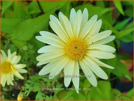 Chrysanthemum &#039;Lichtkuppel&#039; | Tuinchrysant, Chrysant | Herbstchrysantheme