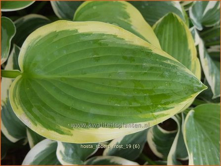 Hosta &#039;Robert Frost&#039; | Hosta, Hartlelie, Funkia | Funkie