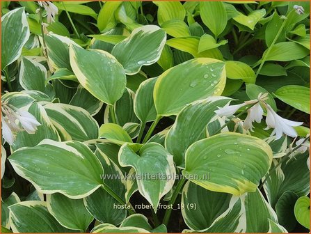 Hosta &#039;Robert Frost&#039; | Hosta, Hartlelie, Funkia | Funkie