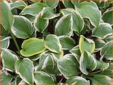 Hosta &#039;Robert Frost&#039; | Hosta, Hartlelie, Funkia | Funkie