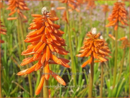 Kniphofia &#039;Poco Sunset&#039; | Vuurpijl, Fakkellelie | Fackellilie